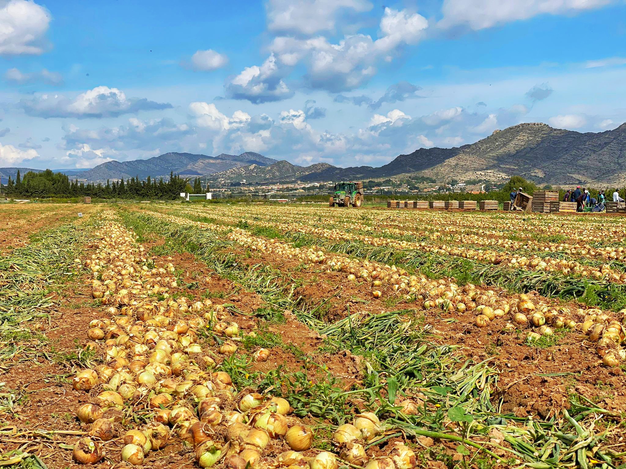 campo-cebollas